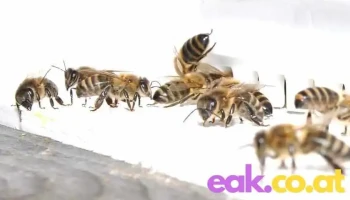 Bienenplatzerl Zöchbauer - Nebelberg