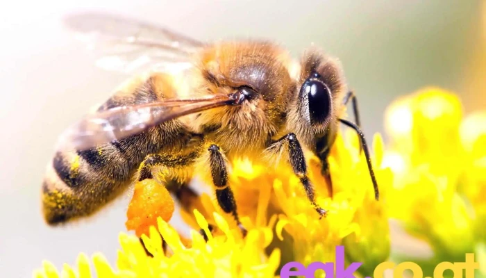 Bienenplatzerl Zochbauer Vom Inhaber - Nebelberg