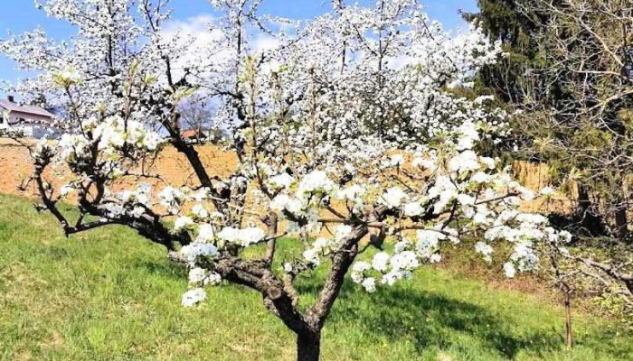 Bierbaum - Bierbaum Am Auersbach