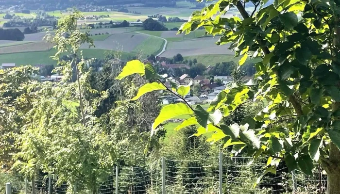 Ottnangium -  Webseite - Wolfsegg Am Hausruck